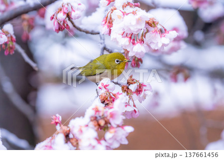 立春・雪の積もった寒桜とメジロ 立春・雪の積もった寒桜とメジロ 137661456