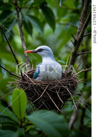 自然 天然 ナチュラル 137661457