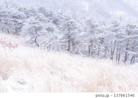 《長野県》霧氷の原生林・冬の霧ヶ峰高原 137661546