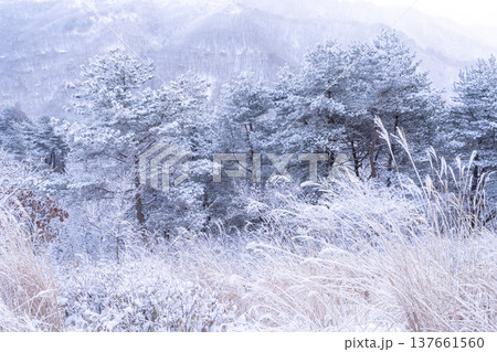 《長野県》霧氷の原生林・冬の霧ヶ峰高原 137661560