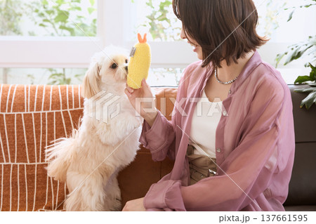 おもちゃで遊ぶマルチーズと女性 犬と過ごすペットライフ 室内でのコミュニケーション 137661595