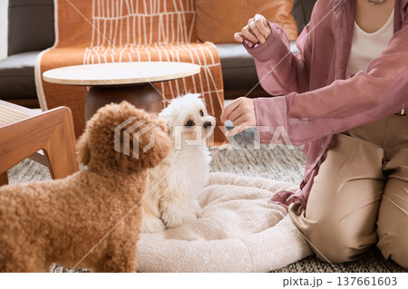 トイプードルとマルチーズにおやつをあげる女性 犬のしつけとペットライフ トイプードルとマルチーズにおやつをあげる女性 犬のしつけとペットライフ 137661603