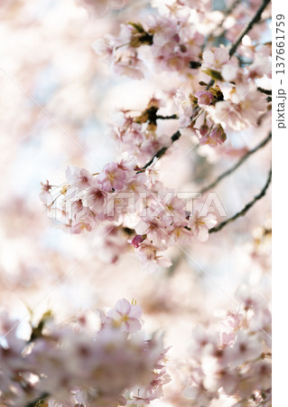 やわらかな前ボケと桜の花 春の優しい風景 137661759