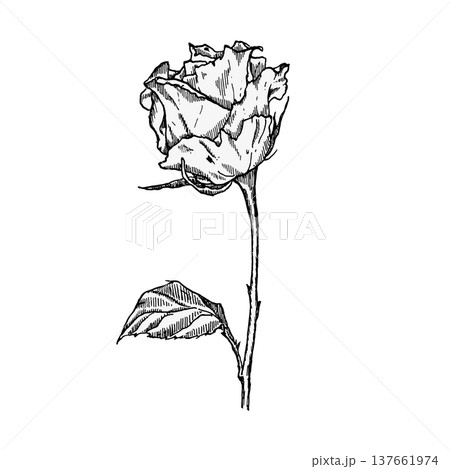 A rose drawn in black in an engraving style. Vector element for festive designs and decorations for Women's Day and birthdays. 137661974
