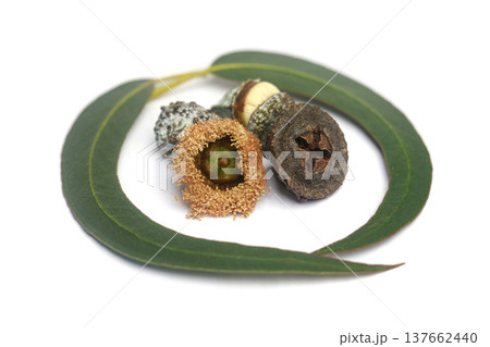 Photo of eucalyptus flowers and seeds isolated on white Photo of eucalyptus flowers and seeds isolated on white 137662440