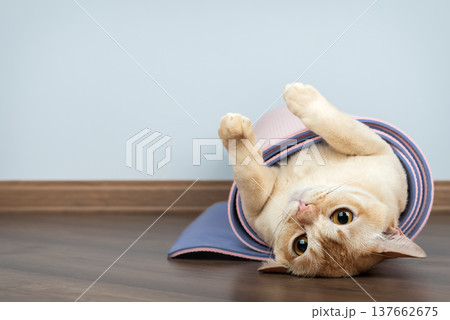 Burmese cat lying upside down inside rolled yoga mat Burmese cat lying upside down inside rolled yoga mat 137662675