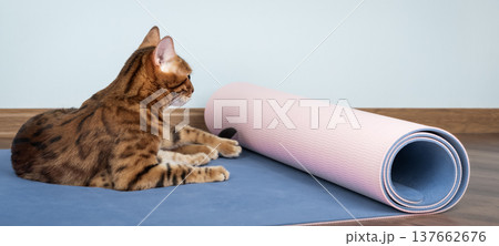 Bengal cat looking at rolled yoga mat on floor 137662676