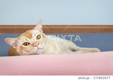 Burmese cat lying behind rolled yoga mat 137662677