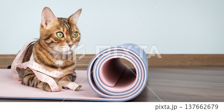 Bengal cat with measuring tape on yoga mat Bengal cat with measuring tape on yoga mat 137662679