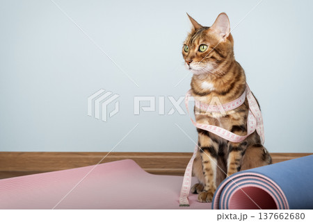 Bengal cat with measuring tape on yoga mat 137662680