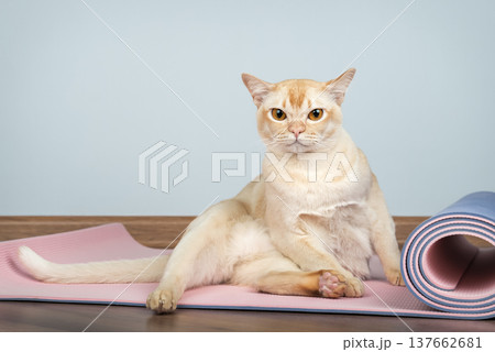 Burmese cat sitting on yoga mat Burmese cat sitting on yoga mat 137662681