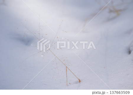 枯れ草と新雪【長野県】 137663509