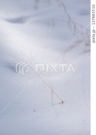 枯れ草と新雪【長野県】 枯れ草と新雪【長野県】 137663510