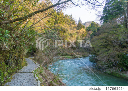 加賀温泉郷の渓流と森林風景（石川県） 137663924
