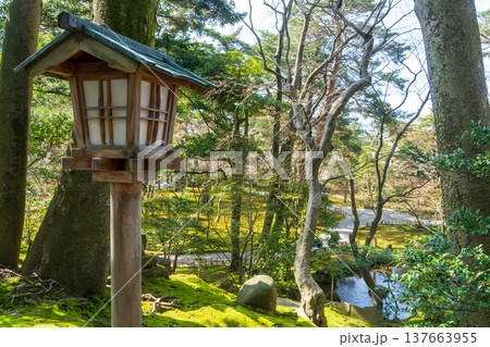 兼六園の庭園灯籠と桜(金沢 石川県 日本) 兼六園の庭園灯籠と桜(金沢 石川県 日本) 137663955