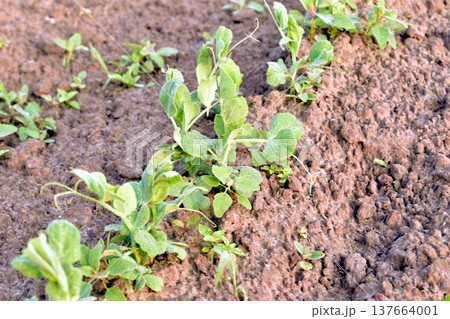 Green pea plantation in the garden. 137664001