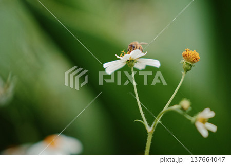 蜂 ハチ 蜜蜂 137664047