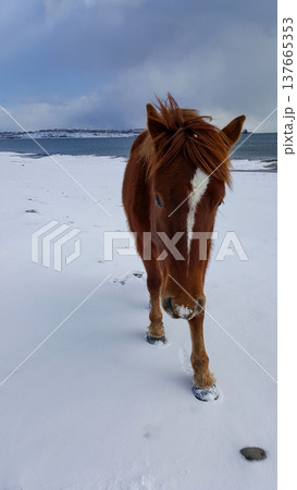 A close-up view of a small chestnut horse wandering freely along the snow-covered bay on the Kuril Islands. A close-up view of a small chestnut horse wandering freely along the snow-covered bay on the Kuril Islands. 137665353