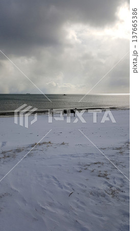 A picturesque winter scene of a snow-covered bay on the Kuril Islands, featuring horses strolling freely along the icy shoreline. A picturesque winter scene of a snow-covered bay on the Kuril Islands, featuring horses strolling freely along the icy shoreline. 137665386