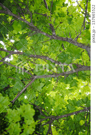 Lush green summer foliage and tree trunks captured from below, showcasing the vibrant colors and intricate patterns of nature. Lush green summer foliage and tree trunks captured from below, showcasing the vibrant colors and intricate patterns of nature. 137665522
