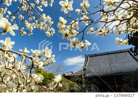 【鎌倉の春】宝戒寺の境内に咲き誇る満開のコブシと青空 【鎌倉の春】宝戒寺の境内に咲き誇る満開のコブシと青空 137666027
