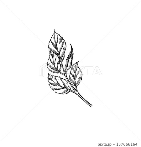 A plant branch with leaves in a black ink engraving style. Vector illustration for design and typography in a minimalist botanical style. A plant branch with leaves in a black ink engraving style. Vector illustration for design and typography in a minimalist botanical style. 137666164