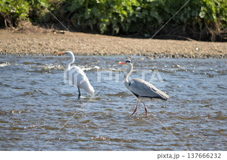 浅瀬で羽を休める野鳥 アオサギとシラサギ 浅瀬で羽を休める野鳥 アオサギとシラサギ 137666232