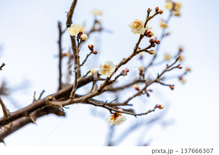 咲き始めた梅の花 咲き始めた梅の花 137666307