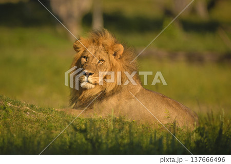 Male lion lies on bank watching camera Male lion lies on bank watching camera 137666496