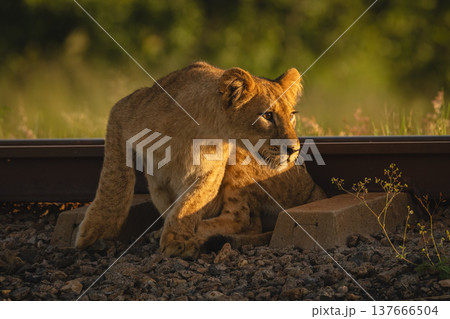 Lion cub with catchlights sits beside railway Lion cub with catchlights sits beside railway 137666504