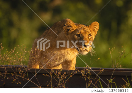 Lion cub with catchlight sits on railway Lion cub with catchlight sits on railway 137666513