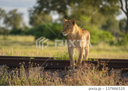 Lion cub stands staring on railway track 137666520