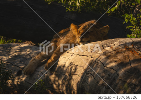 Lion cub sleeps on log in bushes Lion cub sleeps on log in bushes 137666526