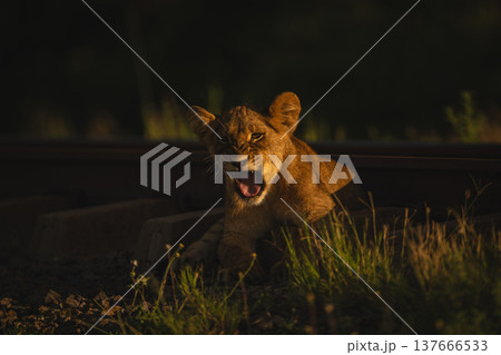 Lion cub lies yawning by railway track Lion cub lies yawning by railway track 137666533