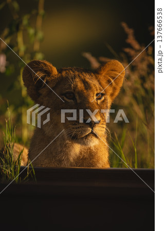 Lion cub lies staring over railway line Lion cub lies staring over railway line 137666538