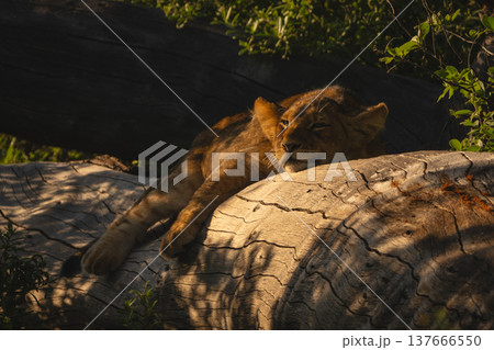 Lion cub lies on log in bushes Lion cub lies on log in bushes 137666550