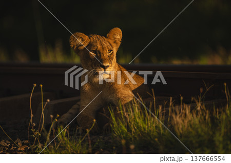 Lion cub lies by railway with catchlight Lion cub lies by railway with catchlight 137666554