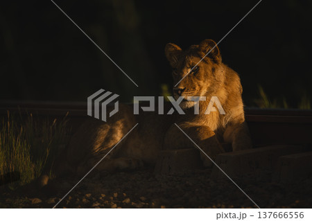 Lion cub lies by railway turning head 137666556