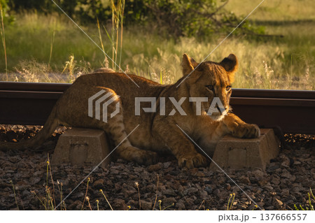 Lion cub lies beside railway with catchlight 137666557