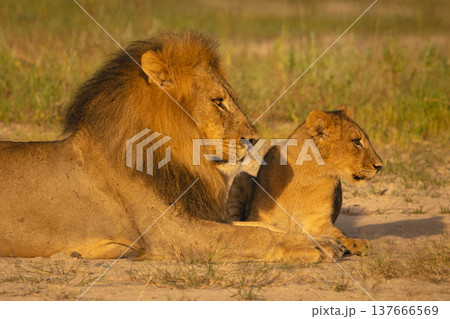 Lion cub and father lie together staring Lion cub and father lie together staring 137666569