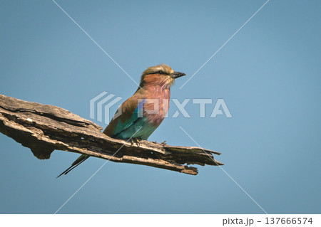 Lilac-breasted roller with catchlight on dry branch Lilac-breasted roller with catchlight on dry branch 137666574