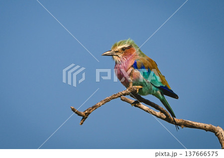 Lilac-breasted roller with catchlight beneath clear sky 137666575