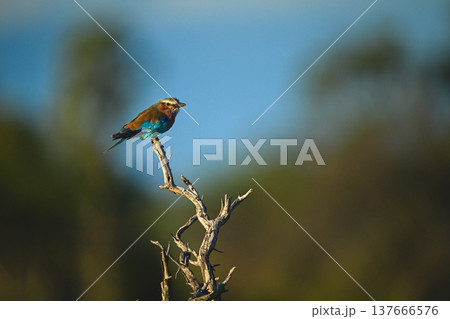 Lilac-breasted roller watching camera from gnarled tree Lilac-breasted roller watching camera from gnarled tree 137666576