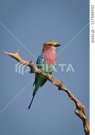 Lilac-breasted roller under clear sky with catchlight 137666582