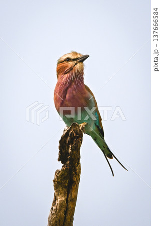 Lilac-breasted roller turns head on dry stump Lilac-breasted roller turns head on dry stump 137666584