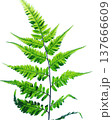 シダ植物の葉・鮮やかなグリーン・透過PNG 137666609
