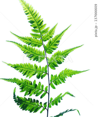 シダ植物の葉・鮮やかなグリーン・透過PNG 137666609