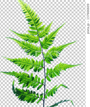 シダ植物の葉・鮮やかなグリーン・透過PNG 137666609