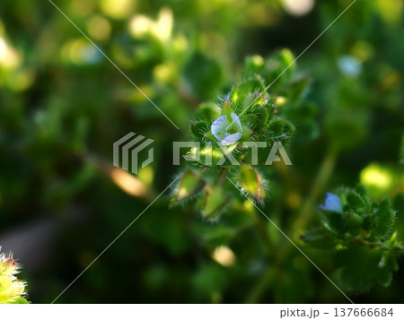 小さな青い花を咲かすフラサバソウ 137666684