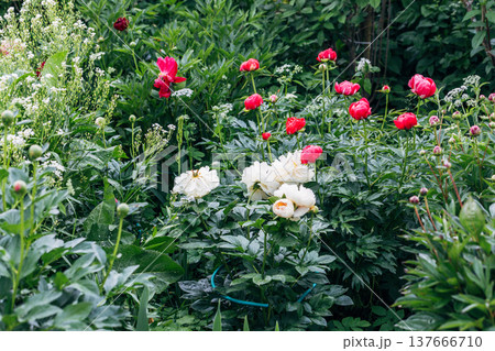 Herbaceous Peonies Pastelegance in flower Herbaceous Peonies Pastelegance in flower 137666710
